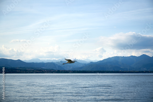 An elegant white bird flies free and light on Lake Garda. The sky is clear with some clouds, in the background you can see the mountains and the water is blue.