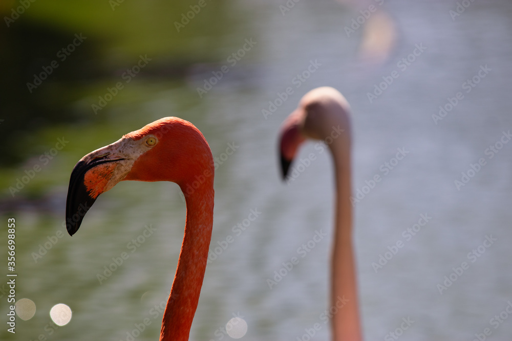 Fototapeta premium close-up head of pink flamingos. close up flamingo. beautiful birds
