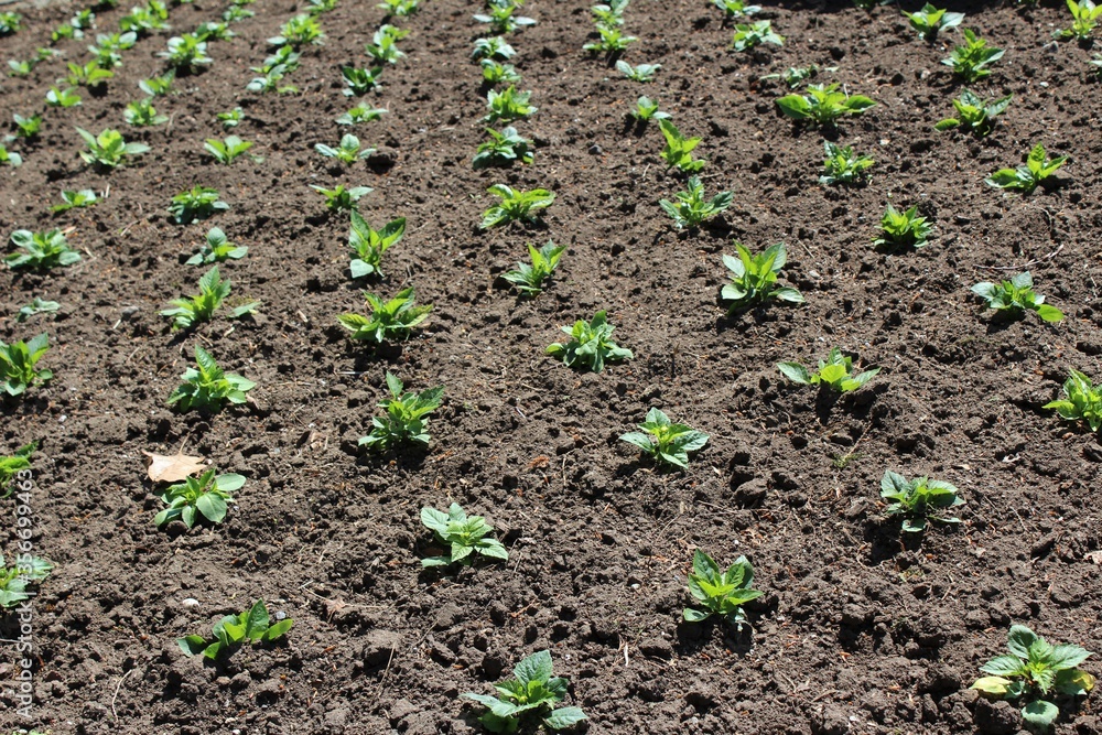Rows of newly planted flowers in a garden Rows of newly planted flowers in a garden