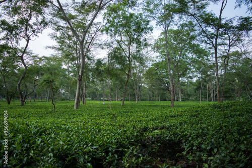 Green tea garden of Assam grown in lowland and Brahmaputra River Valley, Golaghat. Tea plantations
 photo
