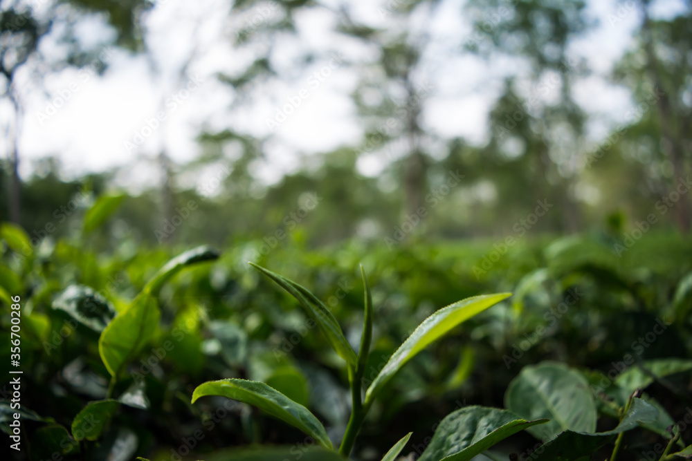 Green tea garden of Assam grown in lowland and Brahmaputra River Valley, Golaghat. Tea plantations
