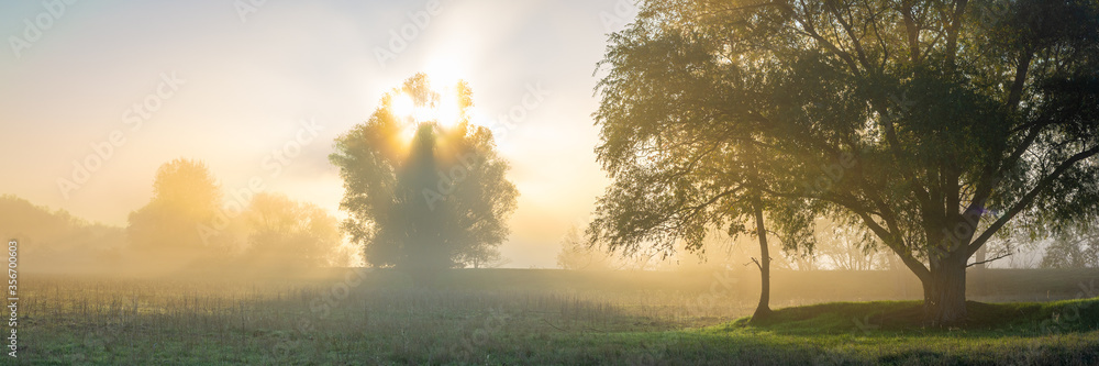 Bäume im Sonnenaufgang mit Nebel - Panorama - obrazy, fototapety, plakaty 