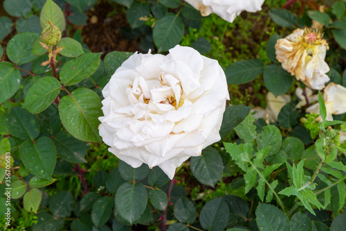 White rose flower bloom on a background of blurry roses in garden.