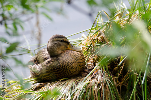 Black Duck at Etang au Duc, Vannes, Brittany, France
