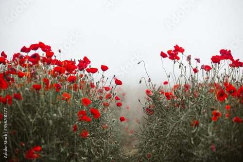 Fototapeta Naklejka Na Ścianę i Meble -  Beautiful field of red poppies in the sunset light. close up of red poppy flowers in a field. Red flowers background. Beautiful nature. Landscape. Romantic red flowers.