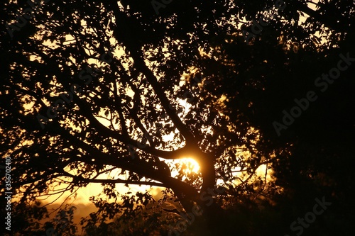 A large african tree in bright orange sunset light. In The Crags, Garden Route, South Africa, Africa.