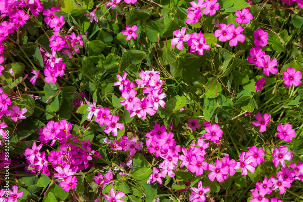 colorful spring flowers against a blurred background. Spring blooming tree with green leaves colorful spring flowers against a blurred background. Spring blooming tree with green leaves
