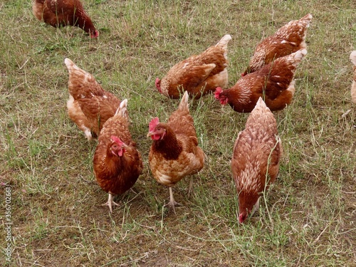 Billede på lærred Brown laying hens free range