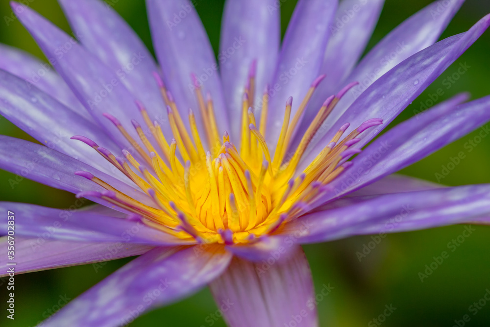 Obraz premium lotus flower with honey bee. Closeup focus of a beautiful pink lotus flower with bee collecting honey,Soft focus, 