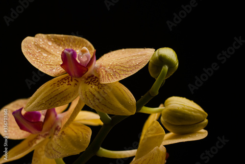 Phalaenopsis Chian Xen Queen. Phalaenopsis abbreviated Phal. is an orchid hybrid between Phal. Chia Lin x Phal. Mount Beauty. photo