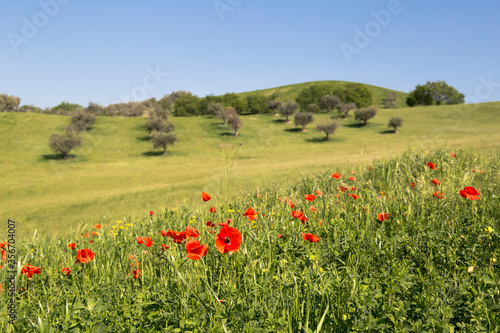 POPPIES IN THE FIELD.