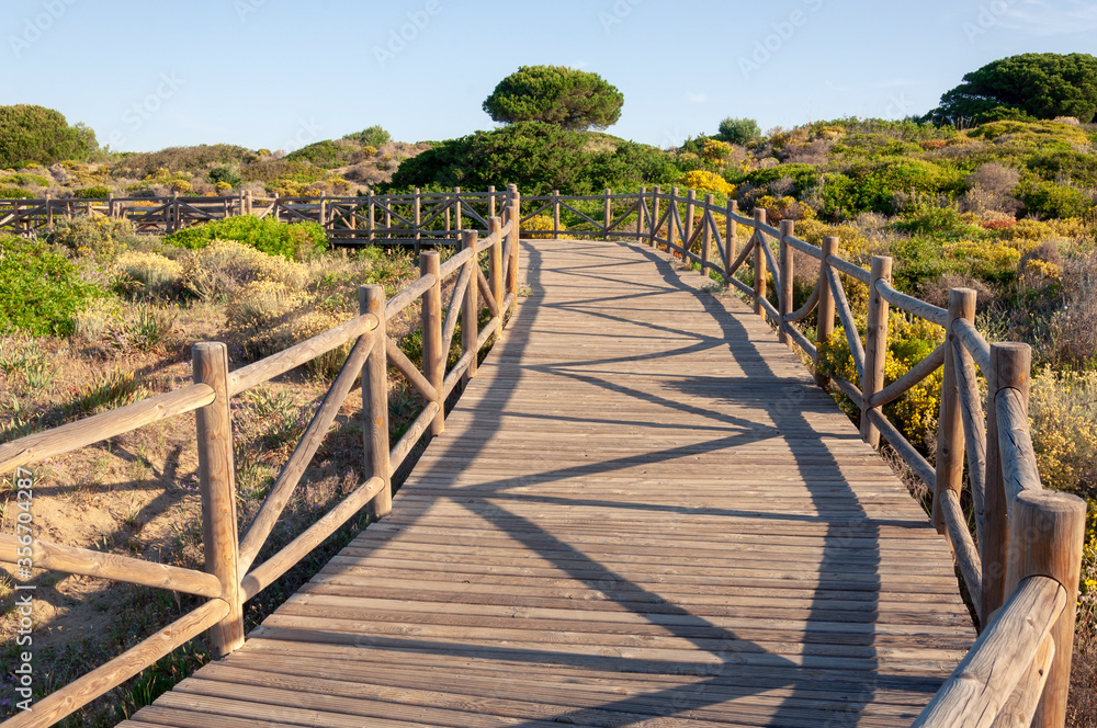 A wooden path with a bend and with handrails and a patterned shadow goes along the dunes overgrown with grass and shrubs and a large tree in the background.