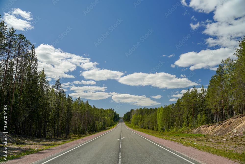 Naklejka premium direct road in the middle of coniferous forest in the afternoon and blue sky