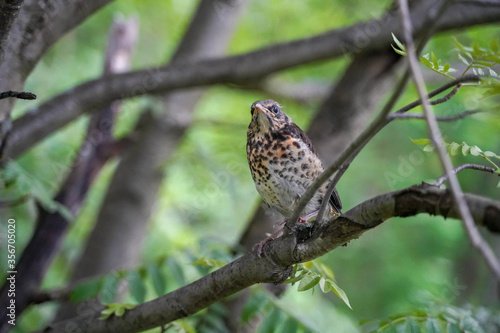 thrush chick sitting in the branches of a tree