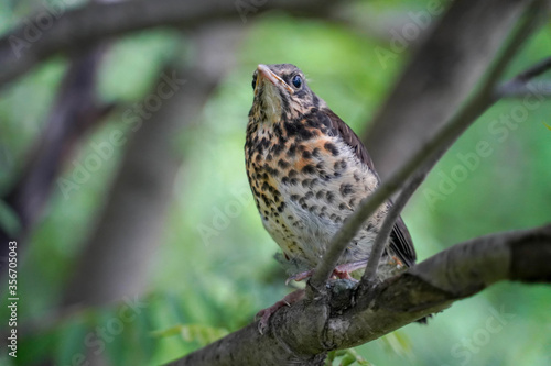 thrush chick sitting in the branches of a tree © Alex Barera