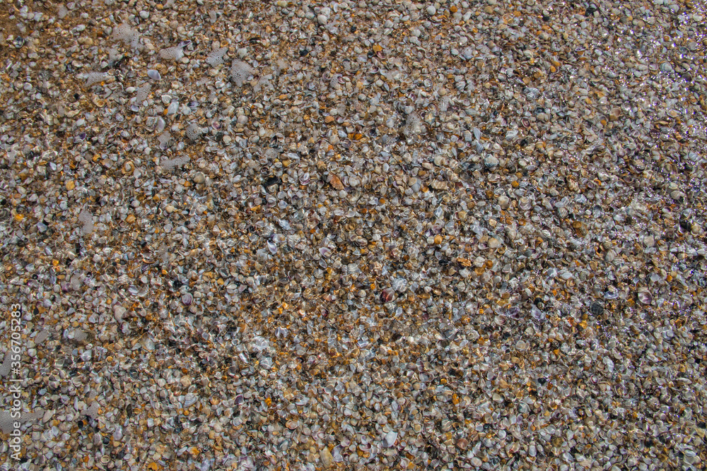 photo of small seashells on the coast
photo of small seashells on the coast