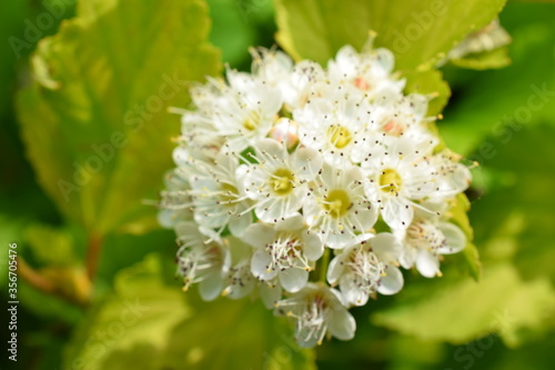 decorative shrubs with white flowers
