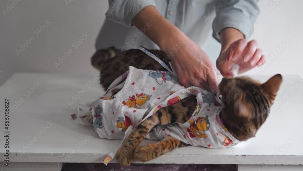 Bengal cat in a medical bandage on a dressing table in a veterinary clinic after sterilization