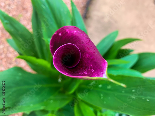 water drops on a pink flower