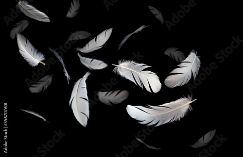 Group of a white bird feathers floating in the dark. feather abstract background.