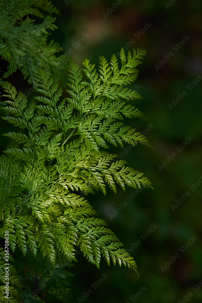 Close-up view of fresh green fern leaves Close-up view of fresh green fern leaves