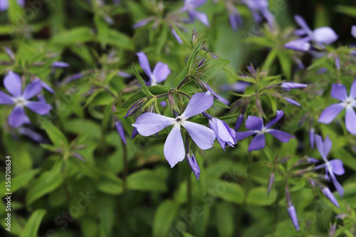 blue phlox flowers in the garden