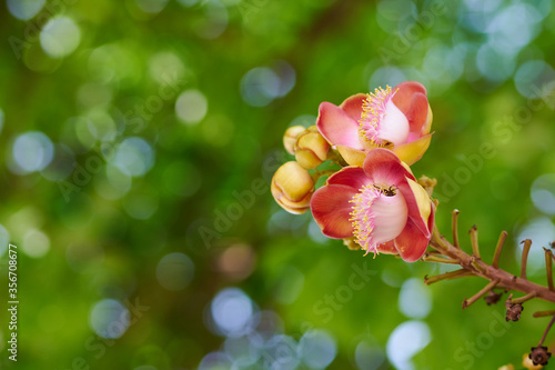 The flowers of the Sal tree is blooming