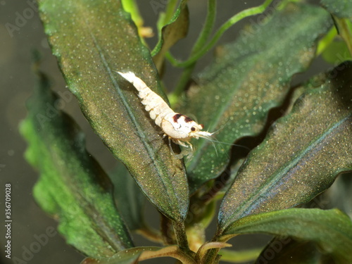 Extrem schöne wertvolle rote Caridina Garnelen in aufgesalzenem Osmosewasser im Aquarium    photo