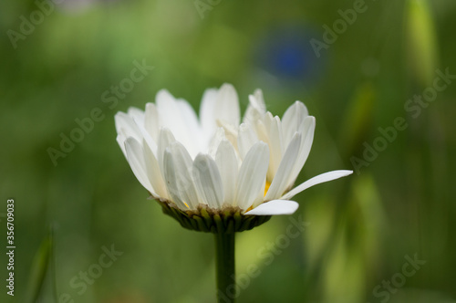 Marguerite