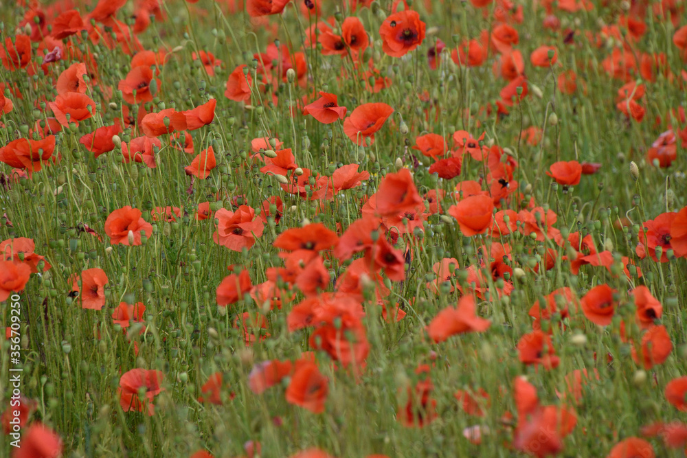 field of red poppies