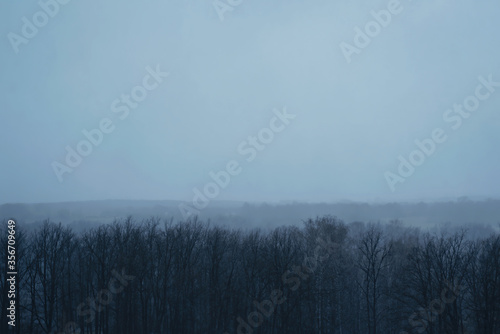 nature background with moody forest in the fog