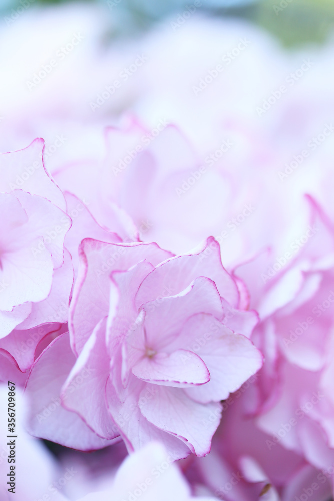 白にピンクの縁取りの八重咲きの紫陽花