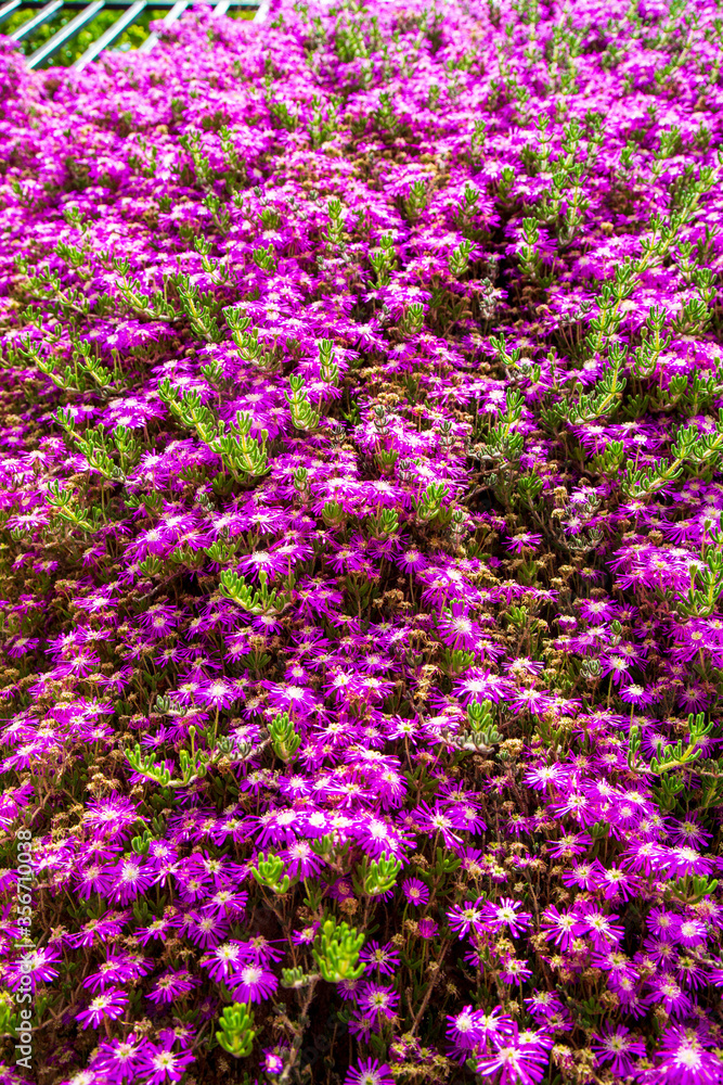 Purple spring flowers with green leaf. Famous flower bed gardens in İstanbul