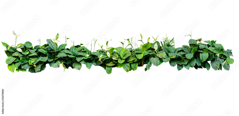 Tropical scandent shrub isolated on white background Tropical scandent shrub isolated on white background