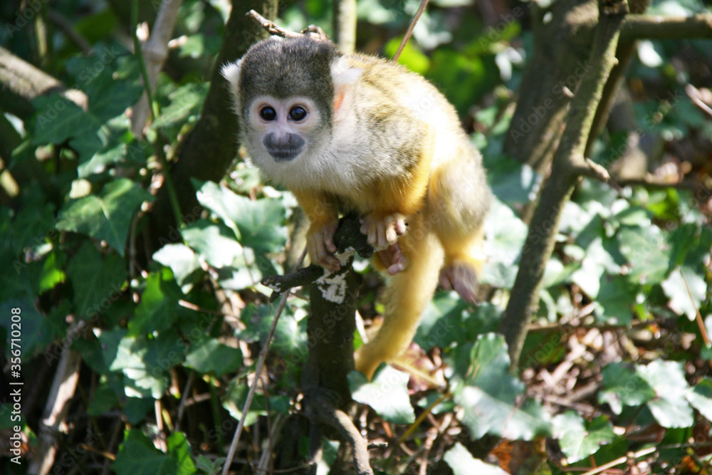 squirrel monkey in a zoo in france squirrel monkey in a zoo in france
