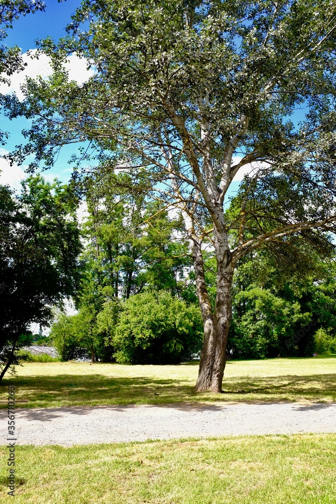 ARBRE BORD ETANG LOIRE FOREZ SAVIGNEUX