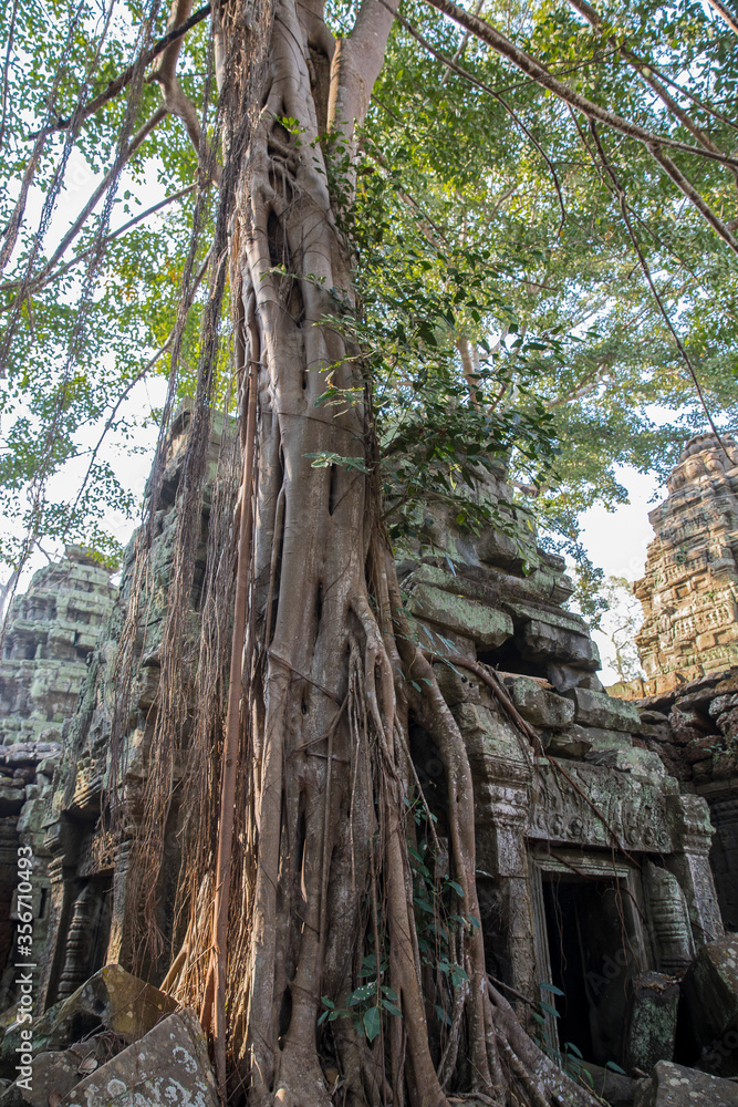 Ruins Ta Prohm temple and Banyan Tree Roots, Angkor Wat complex, Siem Reap, Cambodia.