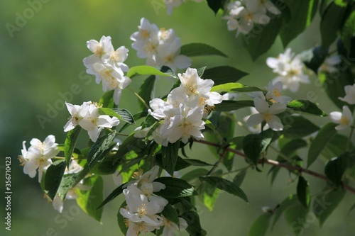 Philadelphus coronarius branch with white flowers and leaves