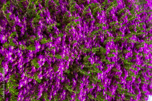 Purple spring flowers with green leaf. Famous flower bed gardens in İstanbul