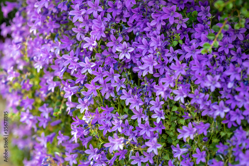 Photography Shot of purple tinkerbell flowers with a strong bokeh from an obliquely angle