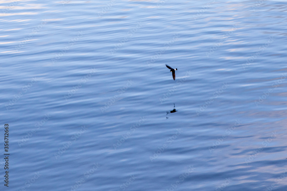 Tiny swallow flies low over the water with waves and reflected sky Tiny swallow flies low over the water with waves and reflected sky