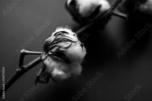 Cotton on a black background. Black and white photo. selective focus. Poster for decoration design. Photography concept. Retro background. Abstract grey white background. Gray background