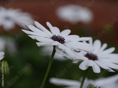Two white osteospermum flowers in the garden, with bokeh in the background