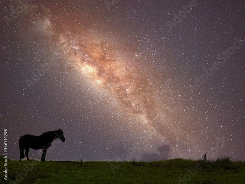 Star horse
