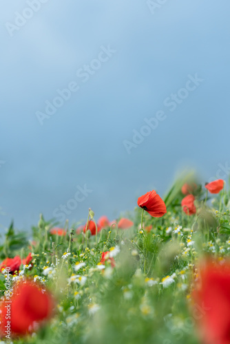 Poppy flower and a blue sky background
