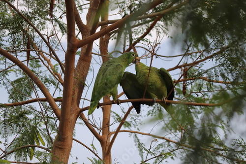 bird on tree