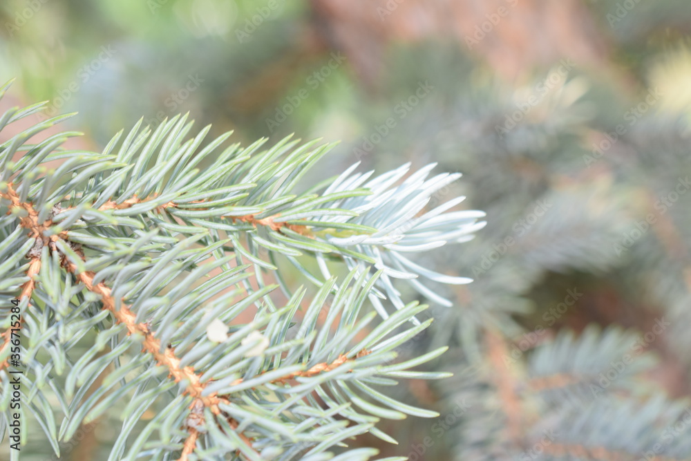 coniferous tree on the branches of a needle