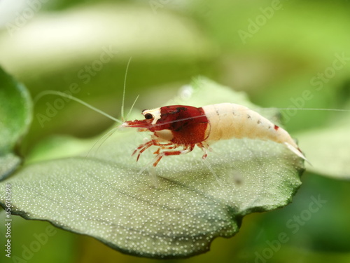 Extrem schöne wertvolle rote Caridina Garnelen in aufgesalzenem Osmosewasser im Aquarium    photo