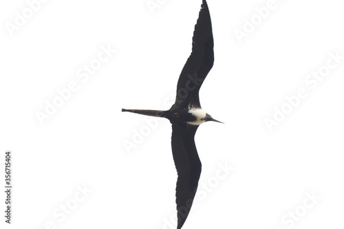 seagull isolated on white
