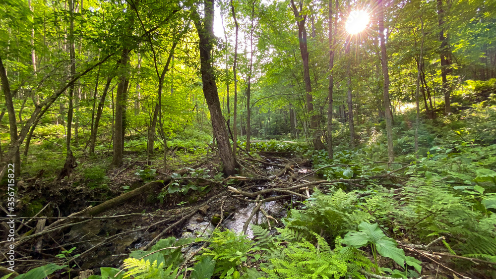 Fototapeta premium green forest in the morning creek